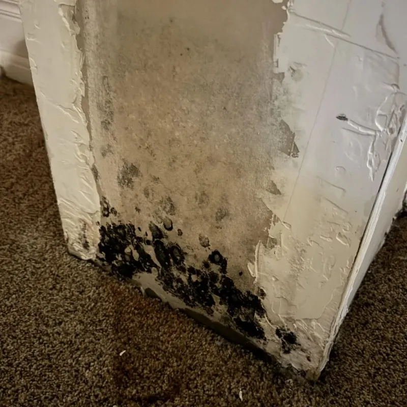 Professional Mold Removal in Perry, MI